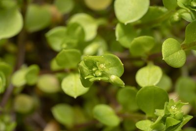 Stellaria apetala, photographed by Eleftherios Katsillis