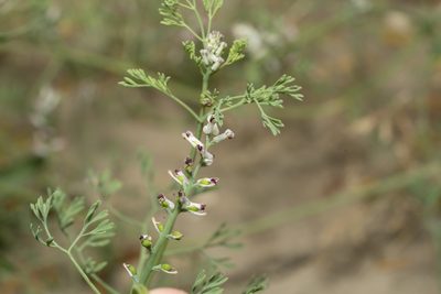Fumaria parviflora, photographed by Eleftherios Katsillis