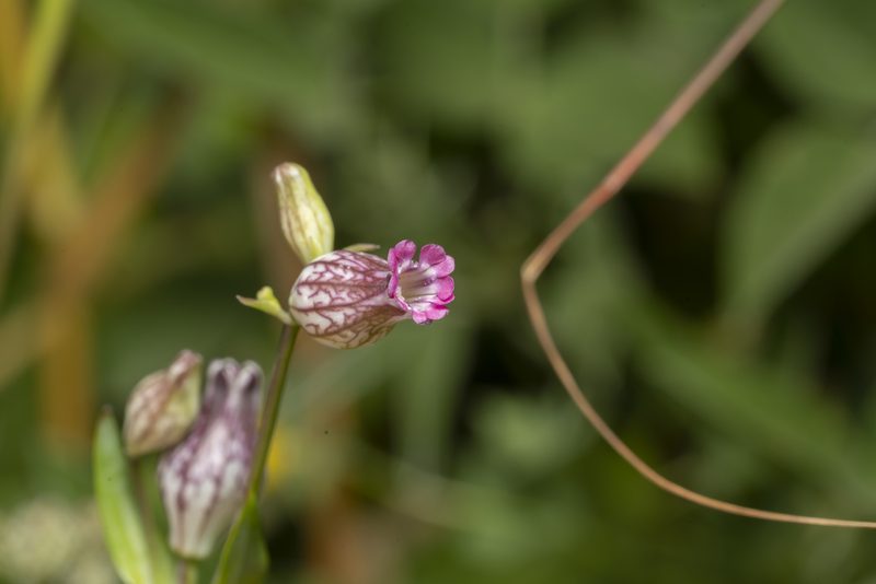 Silene behen, photographed by Eleftherios Katsillis