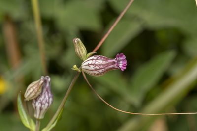 Silene behen, photographed by Eleftherios Katsillis