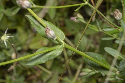 Silene behen, photographed by Eleftherios Katsillis