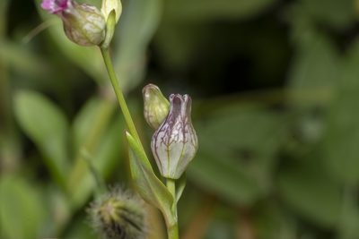 Silene behen, photographed by Eleftherios Katsillis