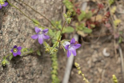 Campanula rhodensis, photographed by Eleftherios Katsillis