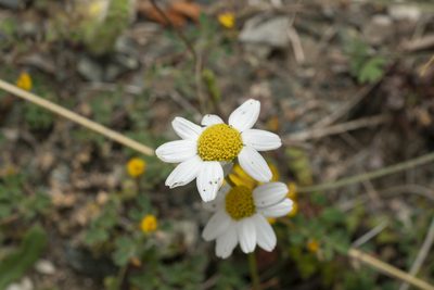 Anthemis macrotis, photographed by Eleftherios Katsillis
