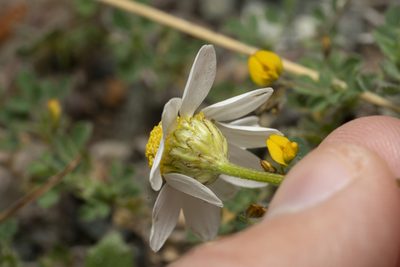 Anthemis macrotis, photographed by Eleftherios Katsillis