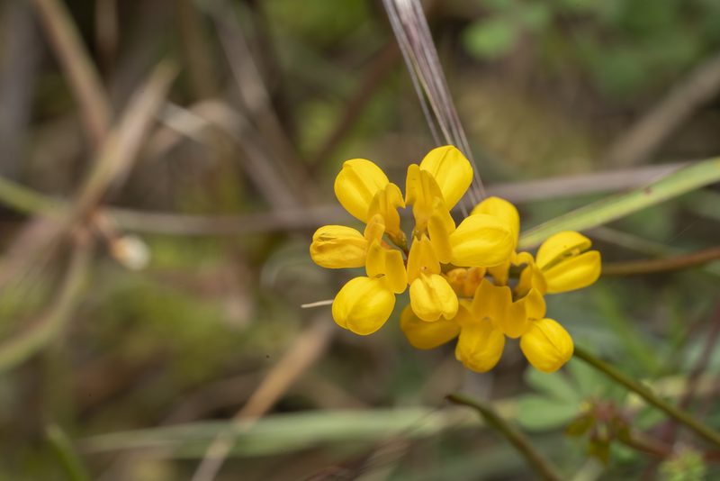 Coronilla rostrata, photographed by Eleftherios Katsillis