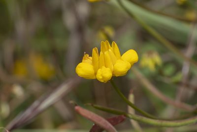 Coronilla rostrata, photographed by Eleftherios Katsillis