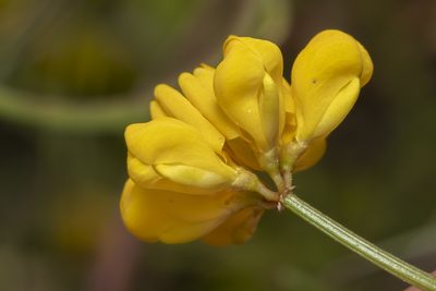 Coronilla rostrata, photographed by Eleftherios Katsillis