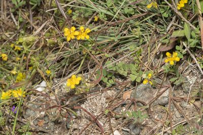 Coronilla rostrata, photographed by Eleftherios Katsillis