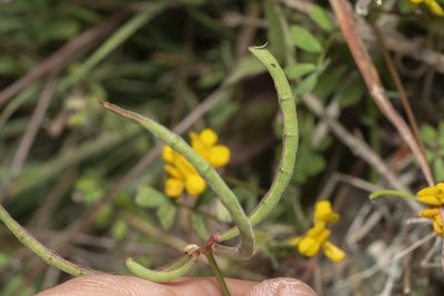 Coronilla rostrata, photographed by Eleftherios Katsillis