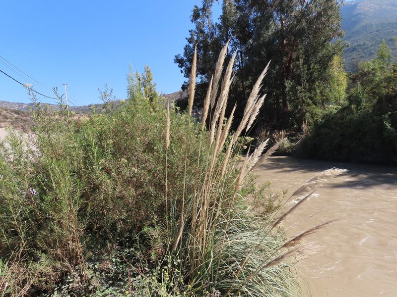 Cortaderia rudiuscula, photographed by Nicolás Lavandero