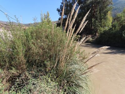 Cortaderia rudiuscula, photographed by Nicolás Lavandero