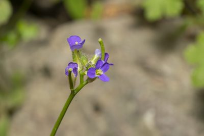 Aubrieta verna, photographed by Eleftherios Katsillis