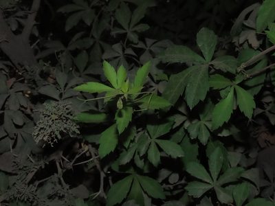 Clematicissus striata, photographed by Nicolás Lavandero