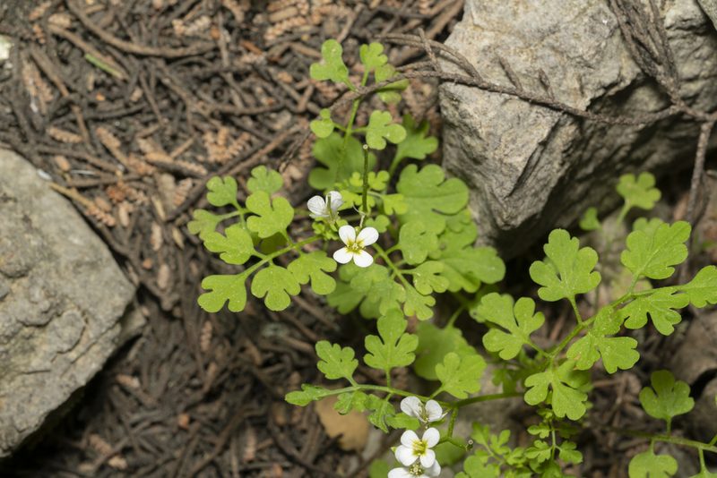 Cardamine graeca, photographed by Eleftherios Katsillis