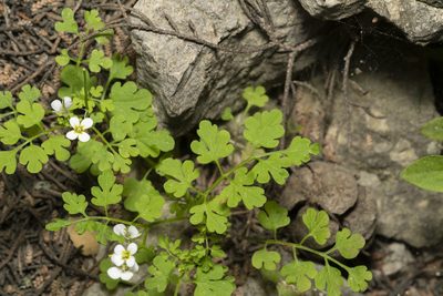Cardamine graeca, photographed by Eleftherios Katsillis