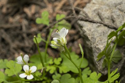 Cardamine graeca, photographed by Eleftherios Katsillis