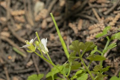 Cardamine graeca, photographed by Eleftherios Katsillis