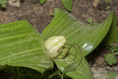 Colchicum macrophyllum, photographed by Eleftherios Katsillis