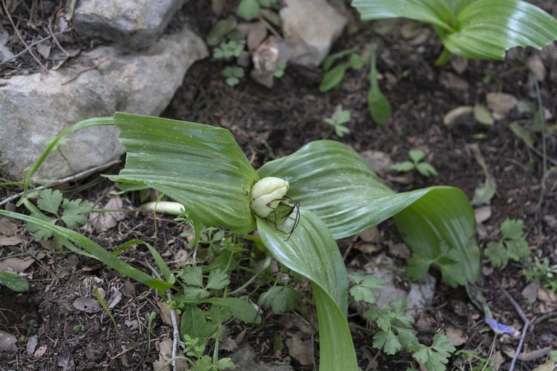 Colchicum macrophyllum, photographed by Eleftherios Katsillis