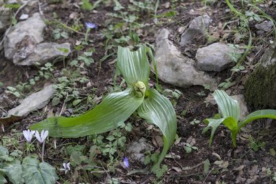 Colchicum macrophyllum, photographed by Eleftherios Katsillis