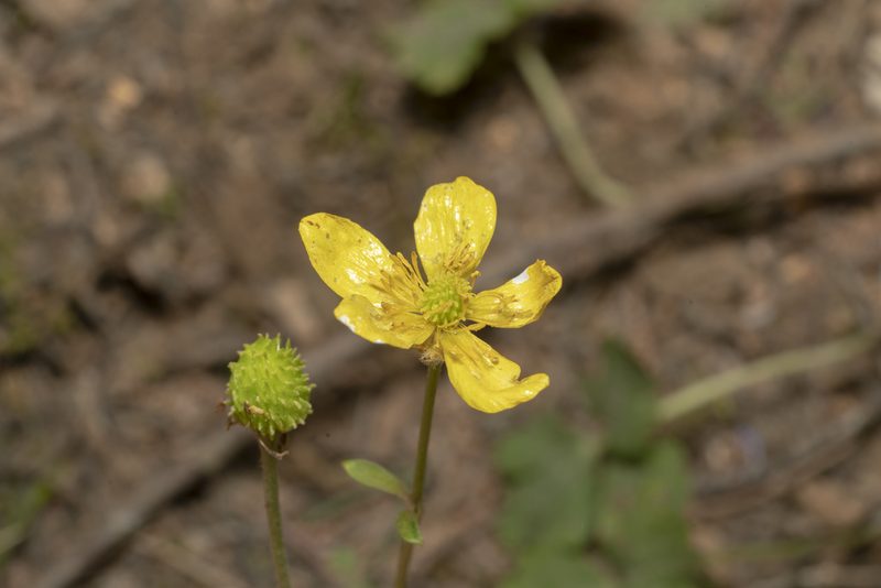 Ranunculus creticus, photographed by Eleftherios Katsillis