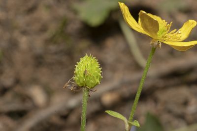 Ranunculus creticus, photographed by Eleftherios Katsillis