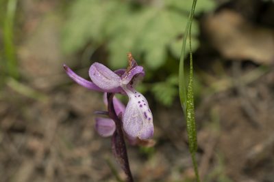 Orchis anatolica, photographed by Eleftherios Katsillis