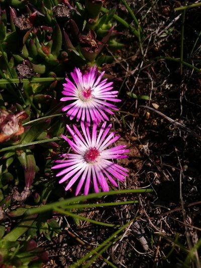 Lampranthus aduncus, photographed by Henry de Lange