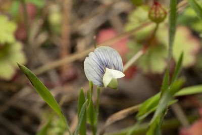Lathyrus aphaca, photographed by Eleftherios Katsillis