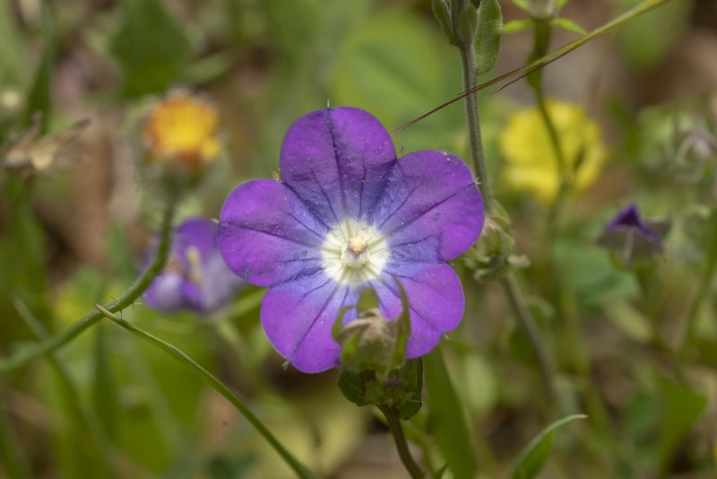Legousia pentagonia, photographed by Eleftherios Katsillis