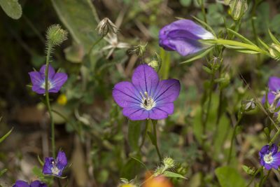 Legousia pentagonia, photographed by Eleftherios Katsillis