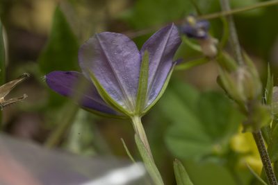 Legousia pentagonia, photographed by Eleftherios Katsillis