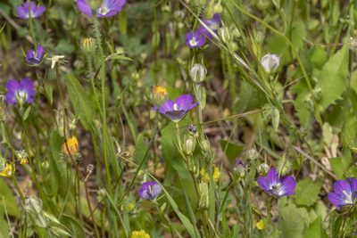 Legousia pentagonia, photographed by Eleftherios Katsillis