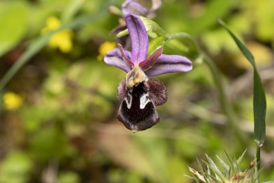 Ophrys reinholdii, photographed by Eleftherios Katsillis