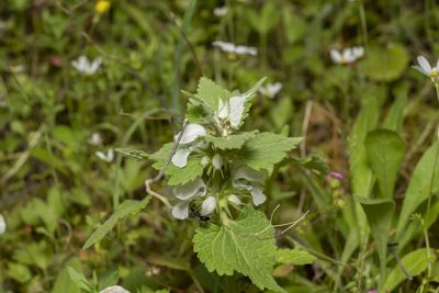 Lamium moschatum, photographed by Eleftherios Katsillis