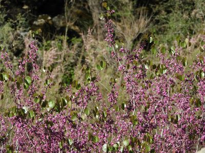 Cercis occidentalis, photographed by Mary K. Hanson
