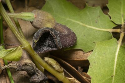 Aristolochia guichardii, photographed by Eleftherios Katsillis
