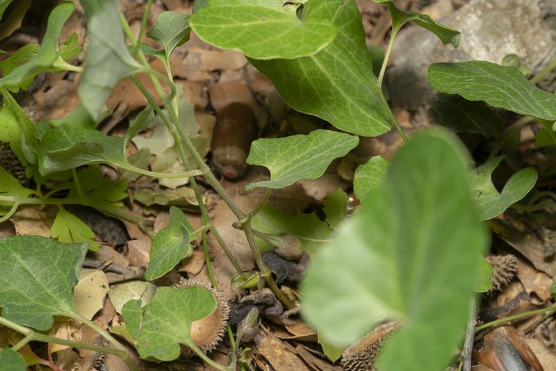 Aristolochia guichardii, photographed by Eleftherios Katsillis