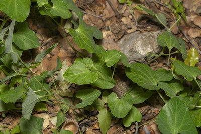Aristolochia guichardii, photographed by Eleftherios Katsillis