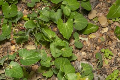 Aristolochia guichardii, photographed by Eleftherios Katsillis