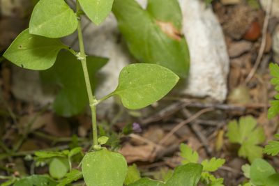 Theligonum cynocrambe, photographed by Eleftherios Katsillis