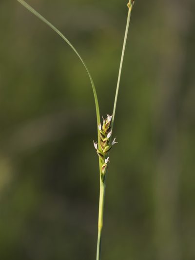Carex tetanica, photographed by aarongunnar