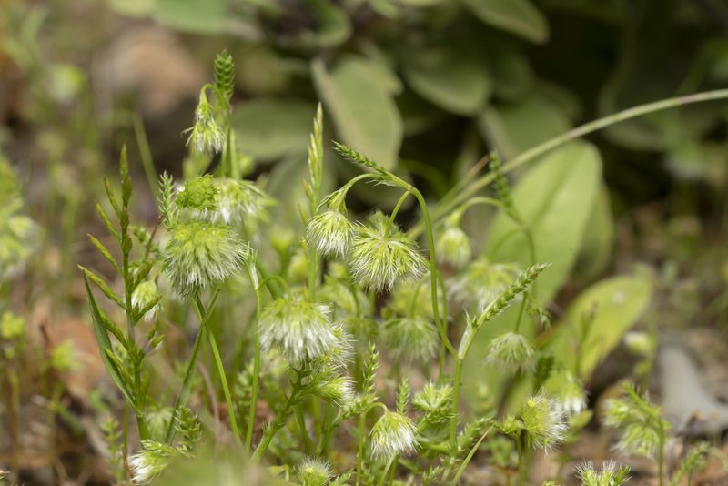 Lagoecia cuminoides, photographed by Eleftherios Katsillis