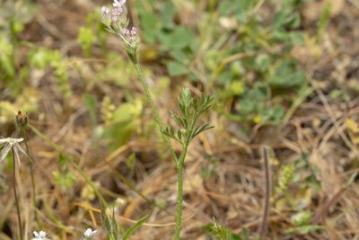 Torilis leptophylla, photographed by Eleftherios Katsillis