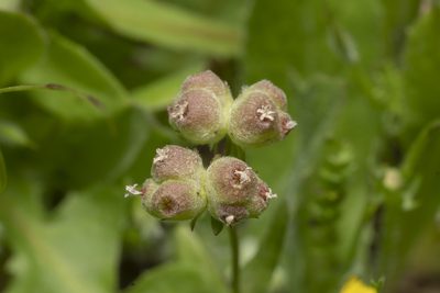 Valeriana vesicaria, photographed by Eleftherios Katsillis