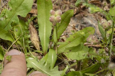 Valeriana vesicaria, photographed by Eleftherios Katsillis