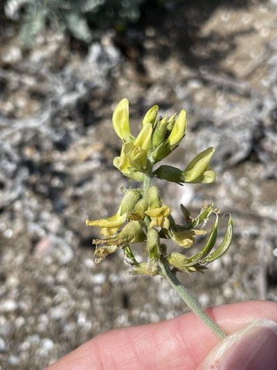 Astragalus nevinii, photographed by Sula Vanderplank