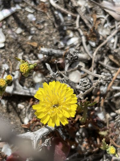 Malacothrix foliosa, photographed by Sula Vanderplank