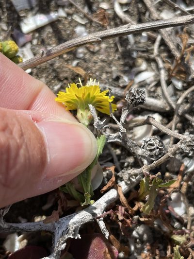 Malacothrix foliosa, photographed by Sula Vanderplank